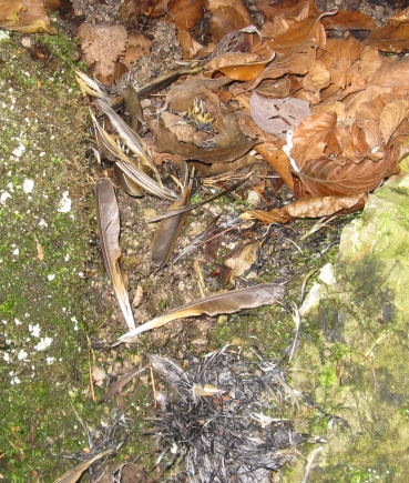 Spiumata bellunese. Tordo bottaccio.